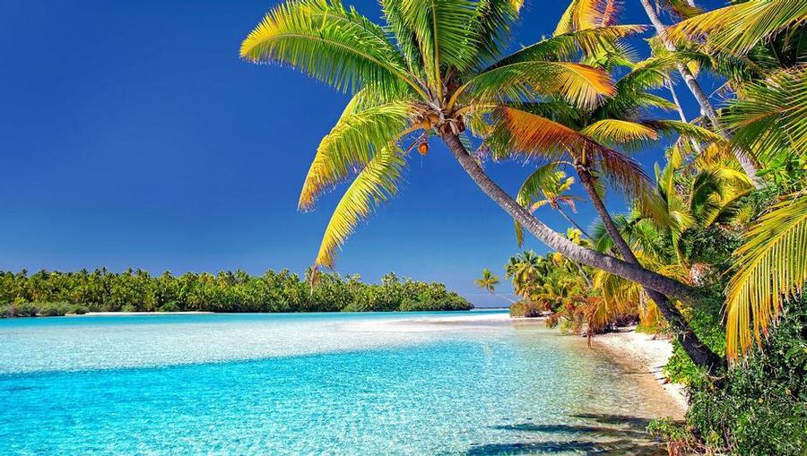 A view of a lagoon and palm tree in Cook Islands.